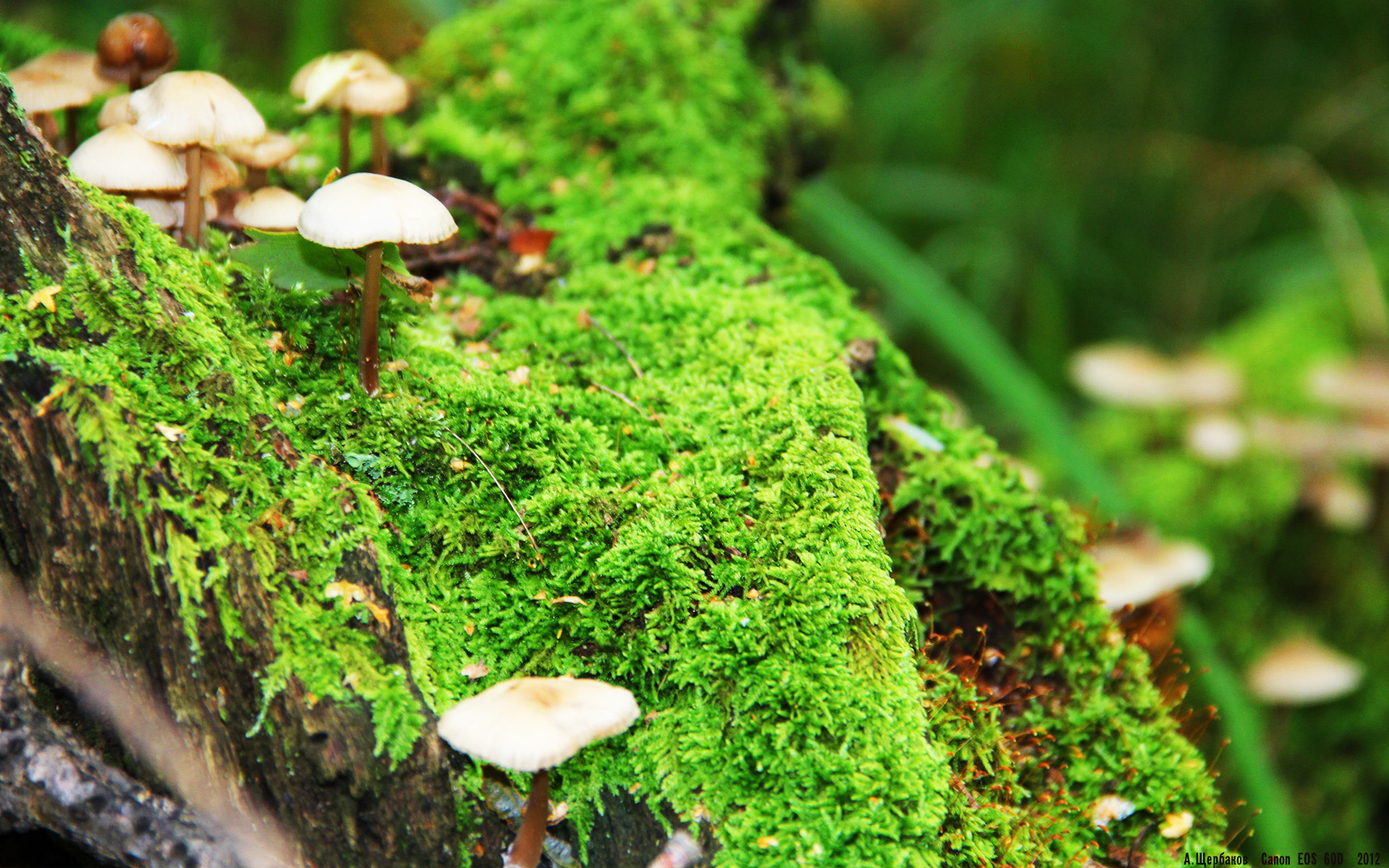 乌拉圭男篮在南美锦标赛中持续高光，梦想奥运舞台，乌拉圭男篮nba球员