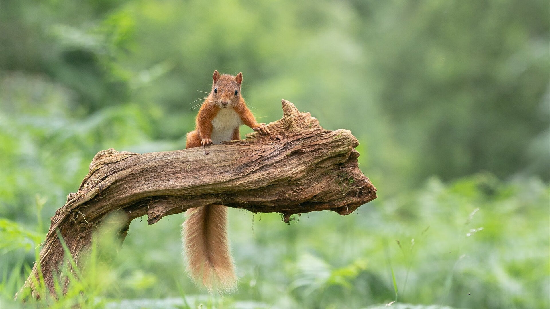 混合泳赛事比利时选手均衡发展，混合泳世界冠军
